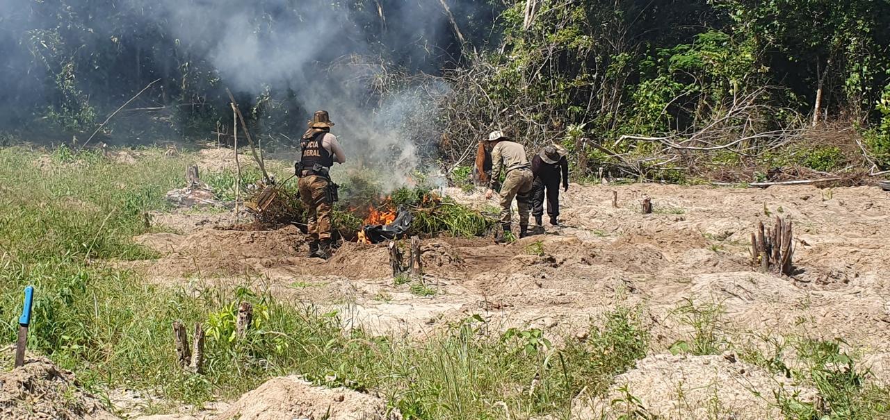 PF incendeia quase 100 mil pés de maconha encontrados em terra indígena no Pará