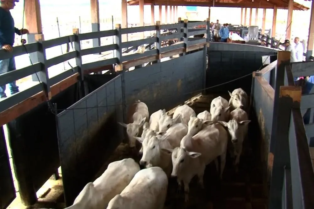 Prazo para vacinação contra brucelose é prorrogado no Pará por falta de vacina