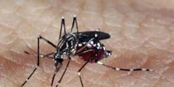 Pará soma mais de 12,7 mil casos e 8 óbitos por dengue em mais de 6 meses
