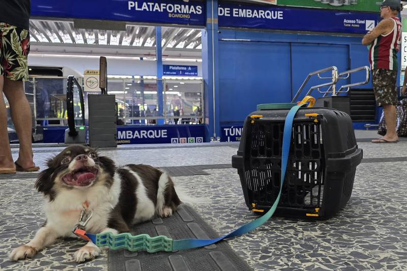 Veja regras para transporte de pets em viagens intermunicipais no Pará