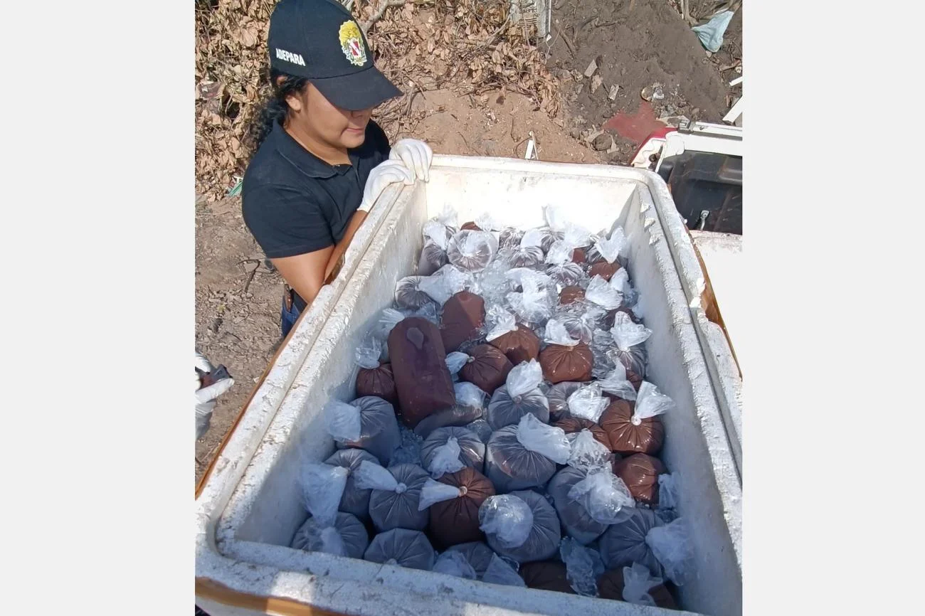 Adepará apreende 100 litros de polpa de açaí clandestina
