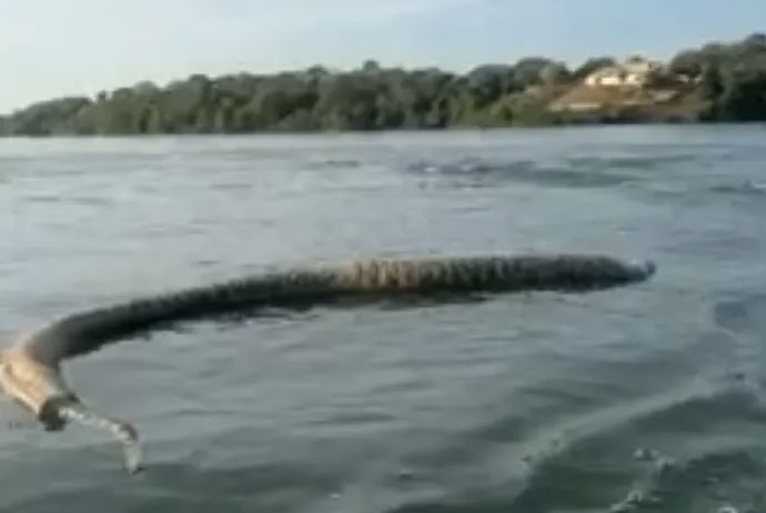 Cobra gigante é encontrada morta em lago no Tocantins