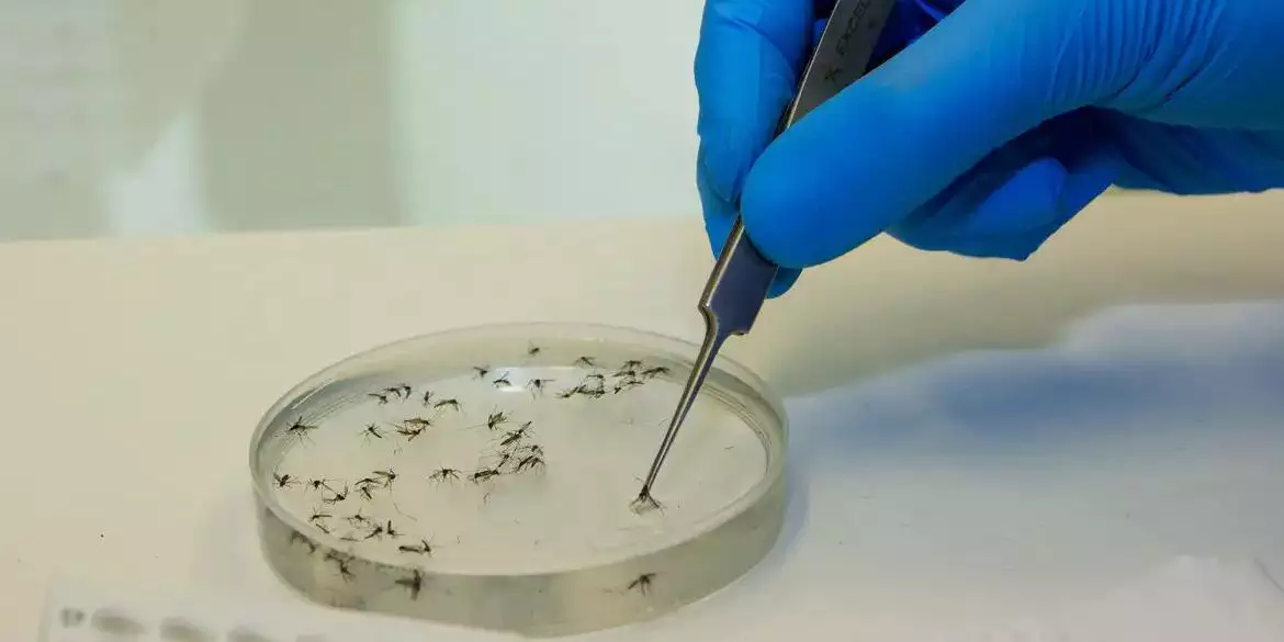 Pará registra 65 casos de febre do oropouche em pouco mais de 6 meses