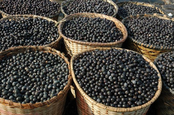 Nove municípios paraenses lideram produção nacional do açaí