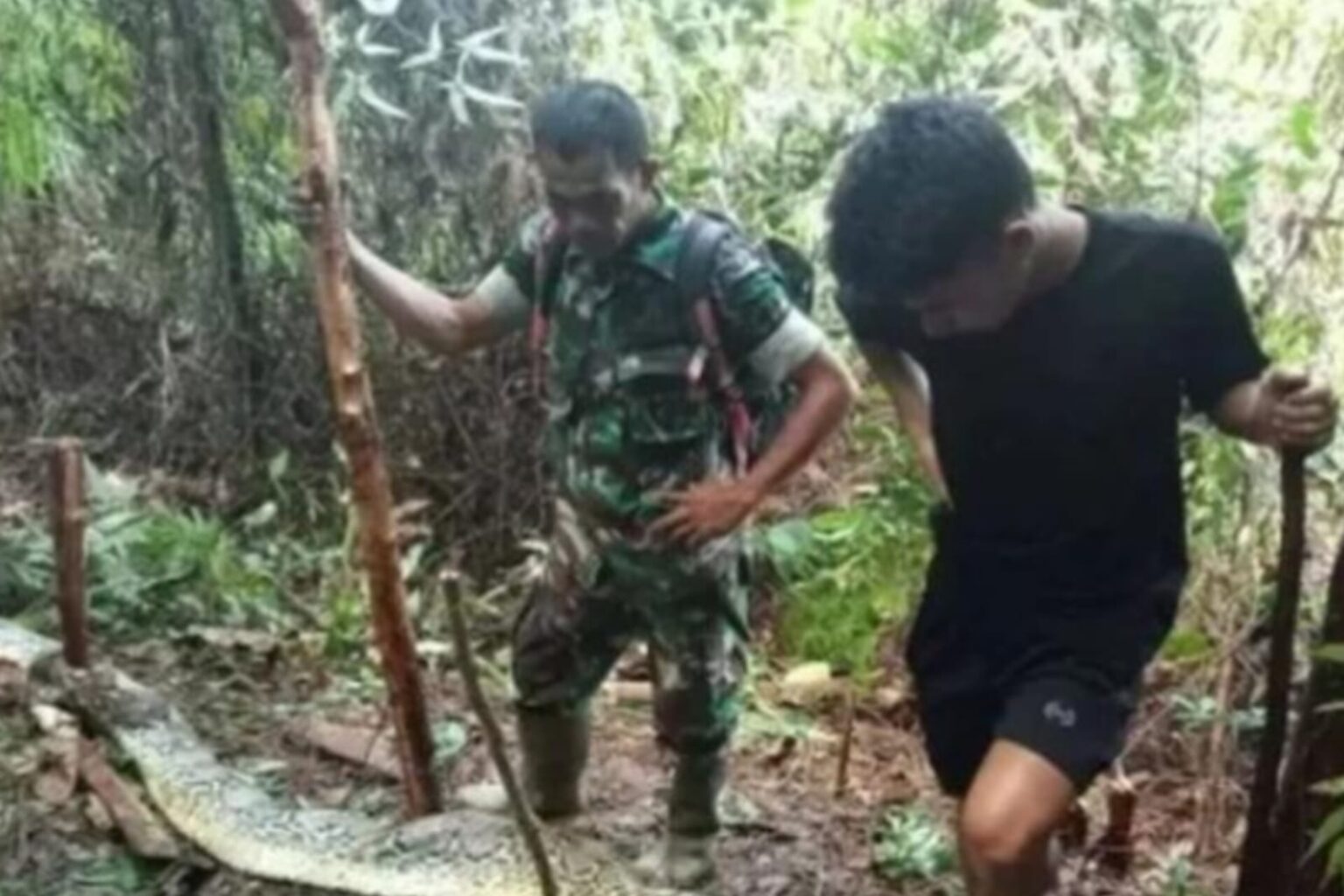 Mulher é engolida por cobra píton gigante de 9 metros