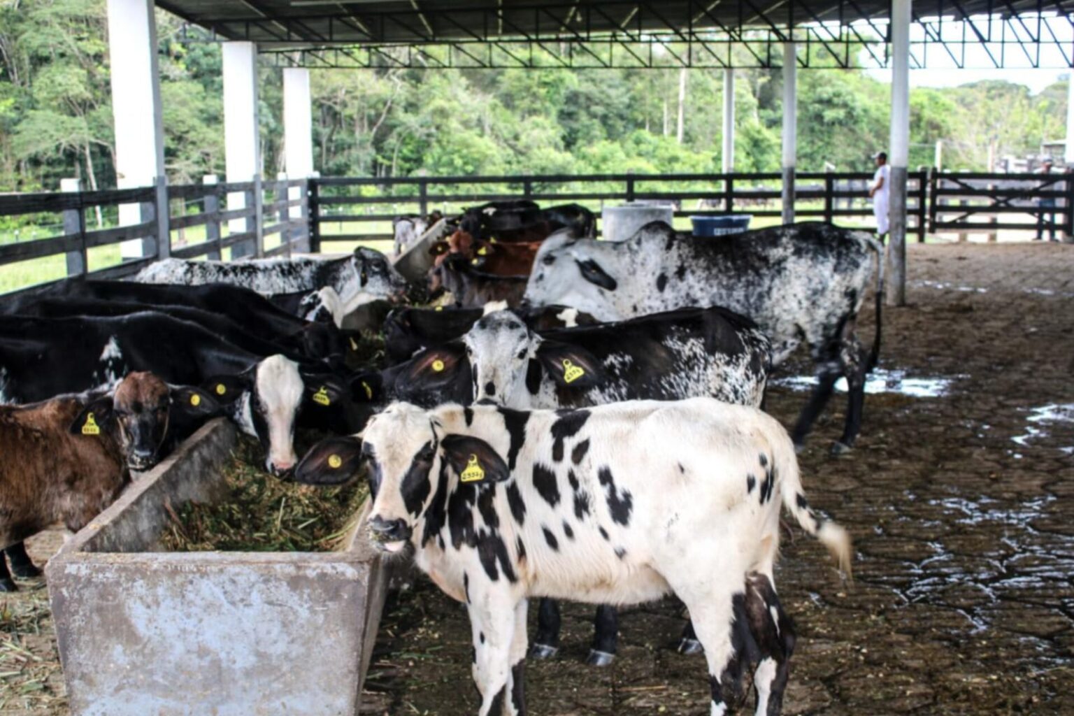 Pará se destaca na produção de leite e derivados
