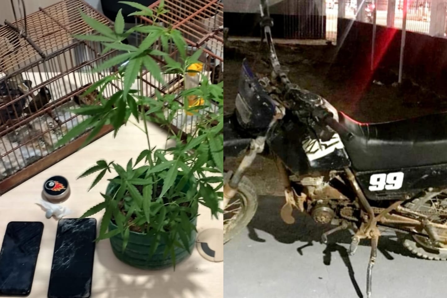 PM apreende pés de maconha e recupera moto roubada em Itupiranga