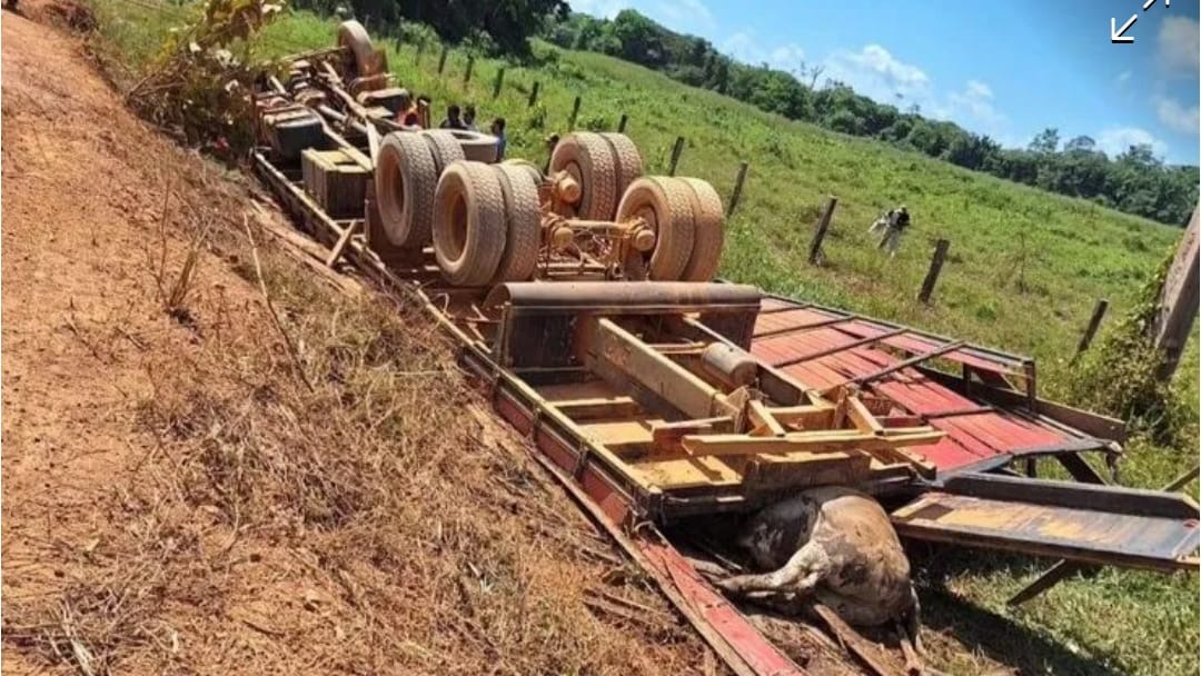 Carreta carregada de bovinos tomba e motorista fica preso nas ferragens no Pará