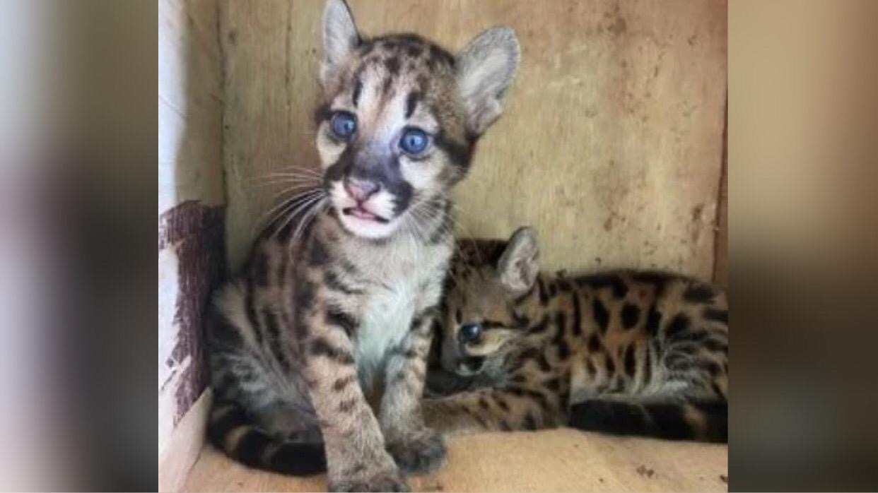 Filhotes de onça-parda são resgatados no sudoeste do Pará