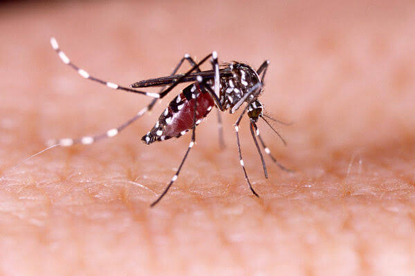 Pará chega perto de 14 mil casos de dengue, com nove mortes registradas