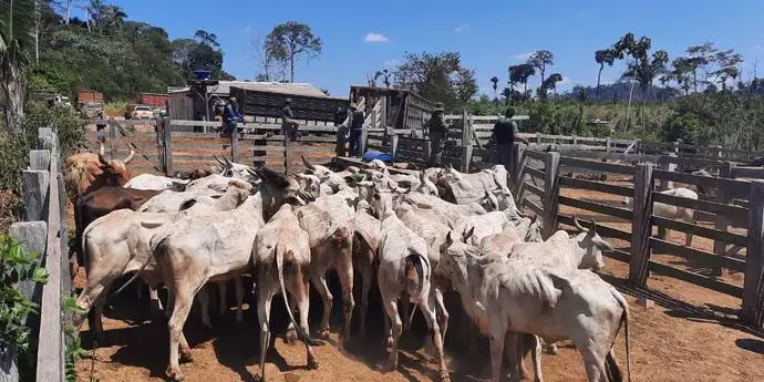 Ibama retira gado ilegal de terra indígena no Pará