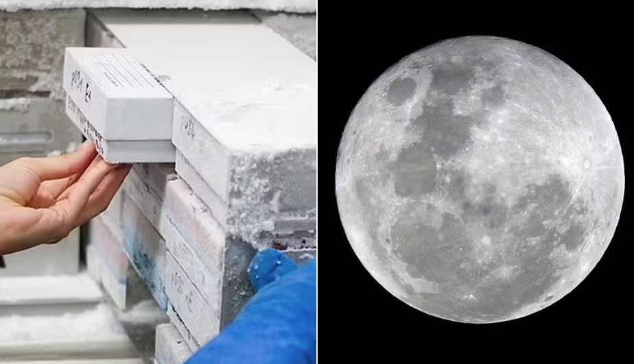 ‘Arca de Noé’: cientistas planejam enviar células de animais congelados à Lua