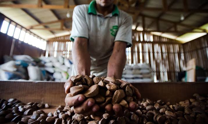 Agricultura manda recolher 16 marcas de cafés impróprios para consumo