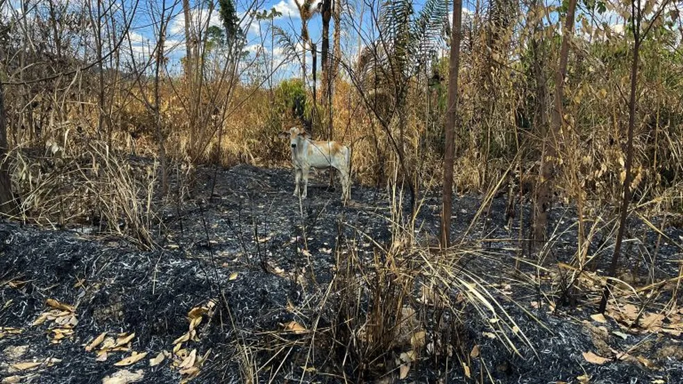 MPF exige ações urgentes contra queimadas em terra indígena e assentamento no Pará
