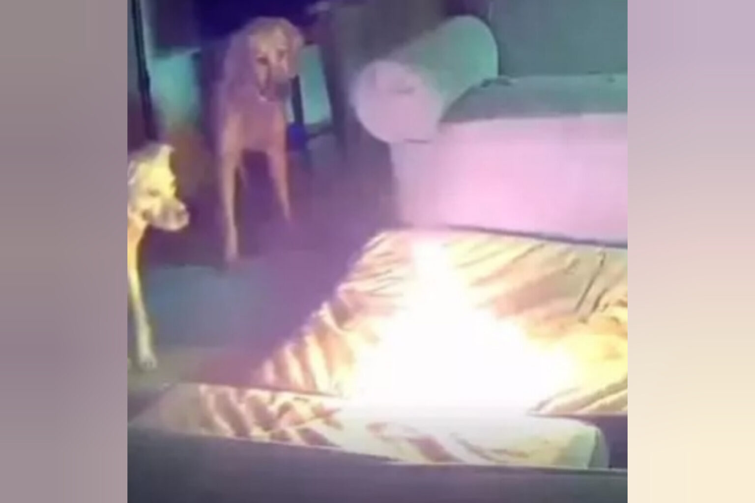 Vídeo: cachorro põe fogo em casa após mastigar carregador portátil