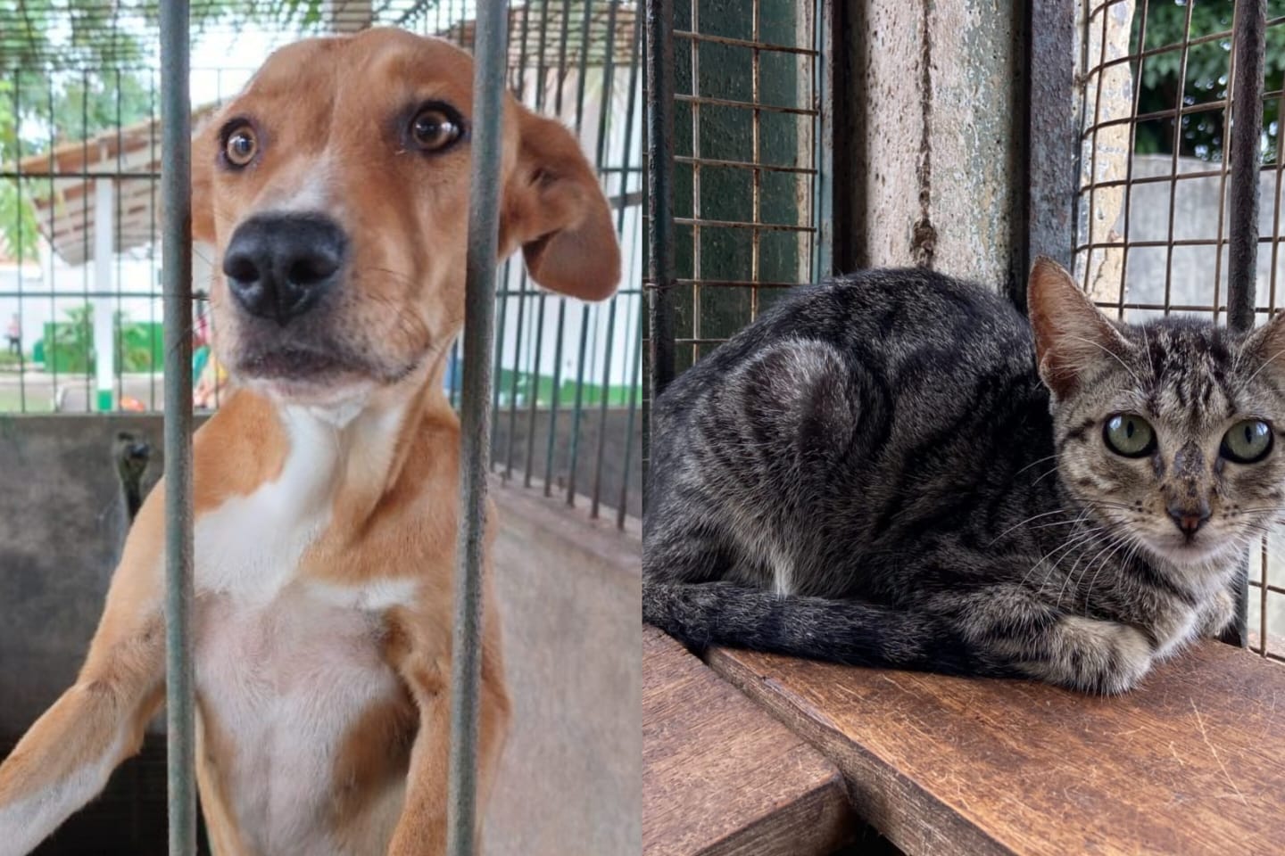 Centro de Zoonoses disponibiliza animais para adoção em Marabá