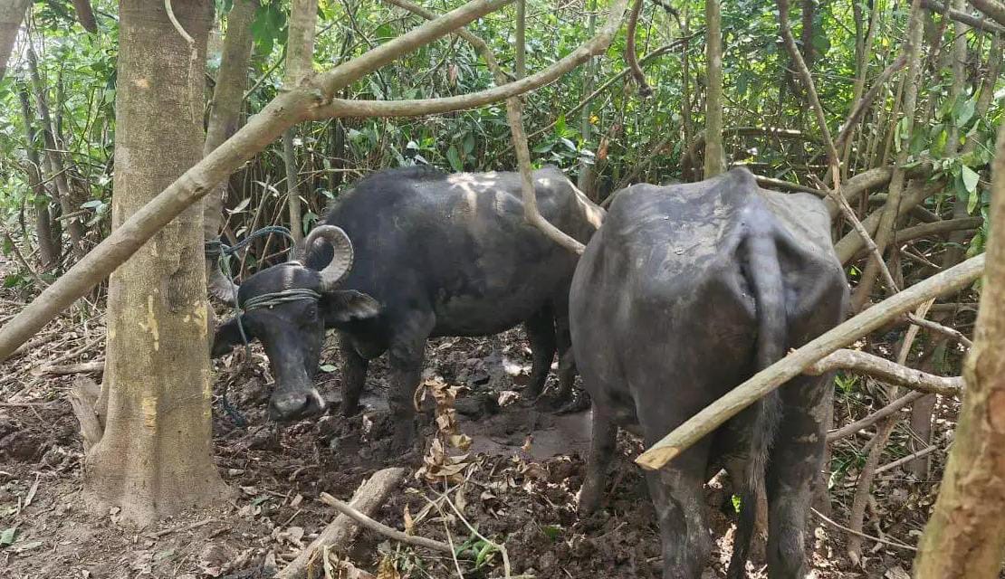 Búfalos furtados são recuperados pela Polícia Militar na ilha do Marajó
