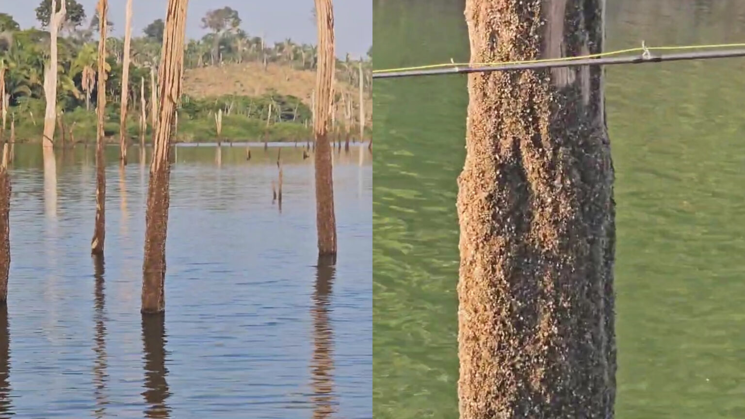 Molusco venenoso infesta rios Araguaia, Tocantins e Itacaiunas