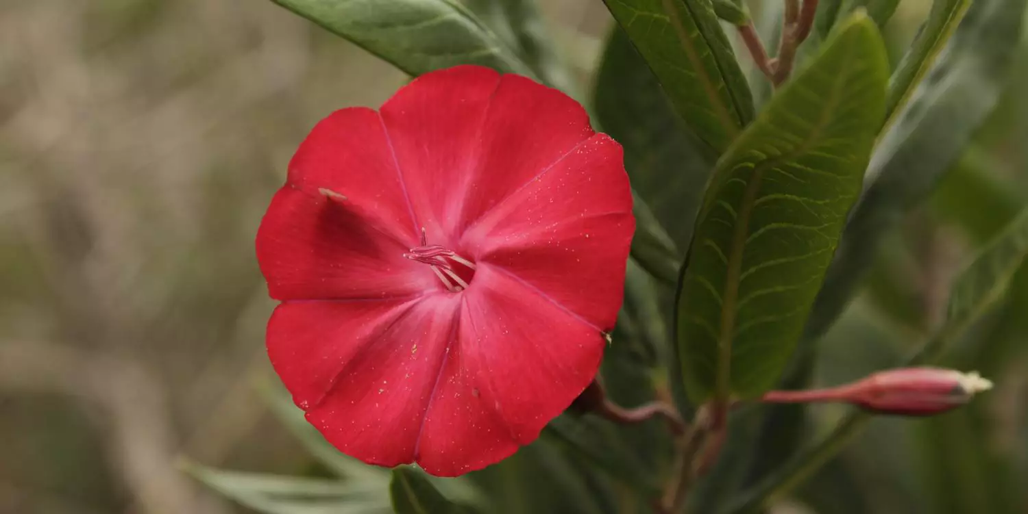 Flor de Carajás se torna símbolo da consciência ambiental