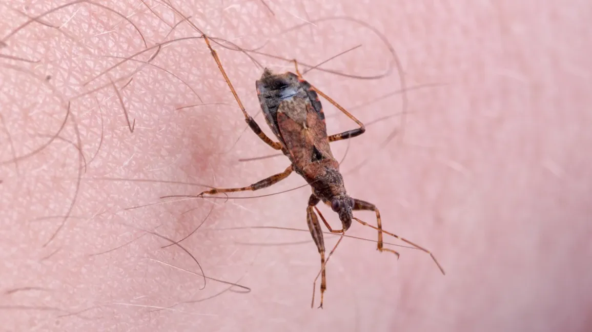 Casos de Doenças de Chagas reduzem em quase 30% no Pará