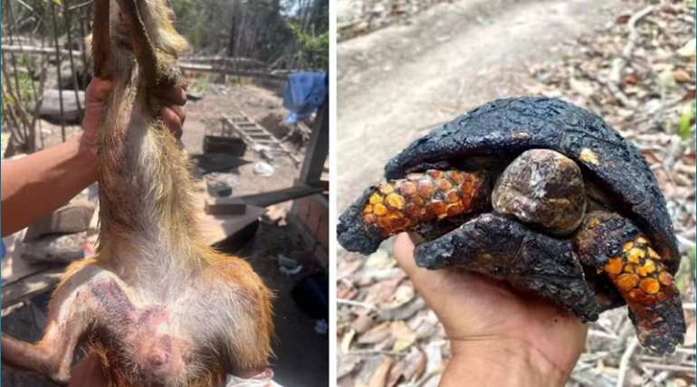 Fogo já destruiu 10% da área de floresta na TI Mãe Maria, no Pará