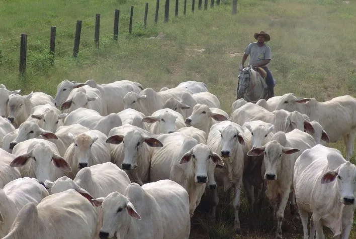 Pará tem três vezes mais bois no pasto do que habitantes, diz IBGE