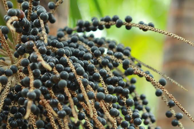 Municípios paraenses se destacam no crescimento da produção agrícola