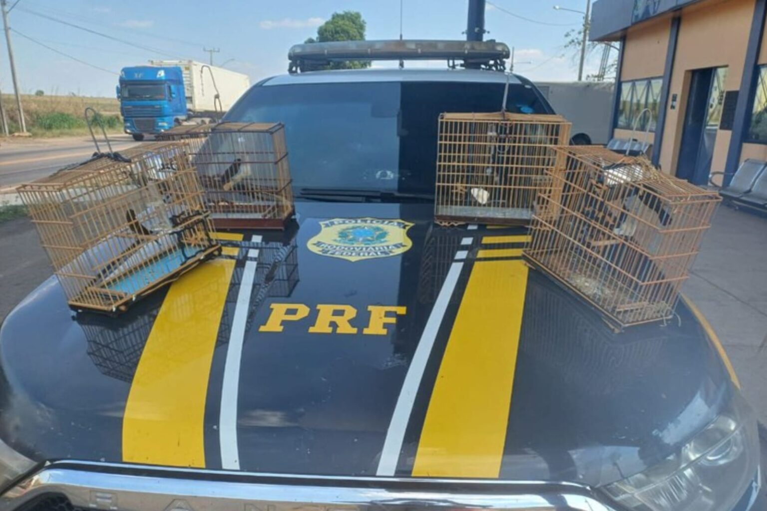 PRF resgata aves silvestres dentro de veículo em Marabá
