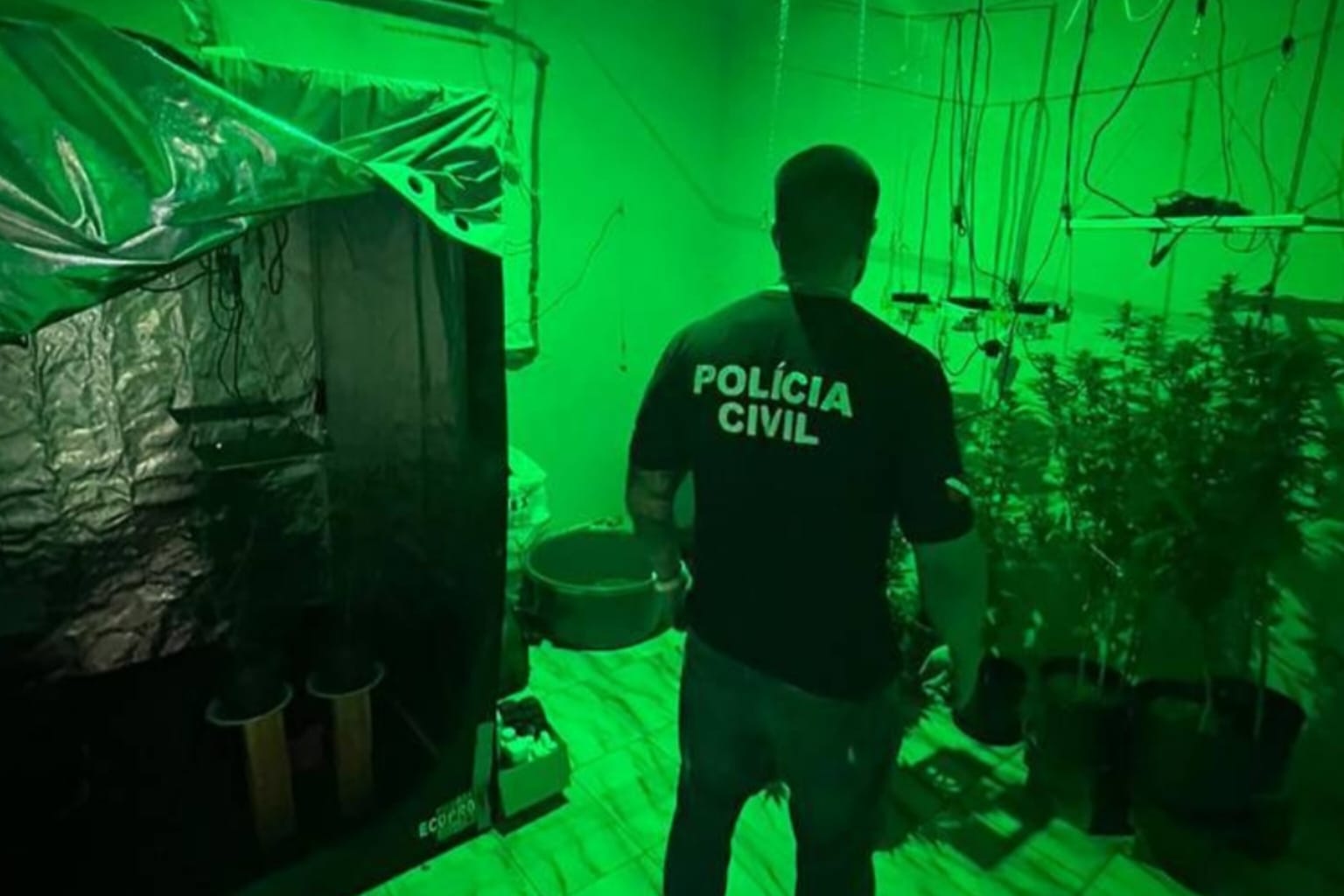 Divisão Estadual de Narcóticos apreende 22 pés de maconha no Pará