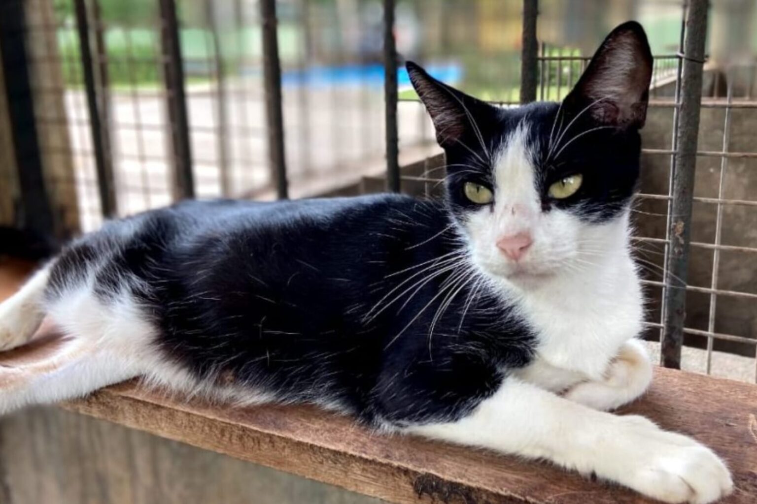 CCZ divulga agendamento para castração de cães e gatos em Marabá