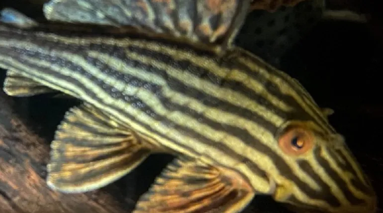 Ibama apreende peixes ornamentais nativos que saiu do Pará e iriam para Hong Kong