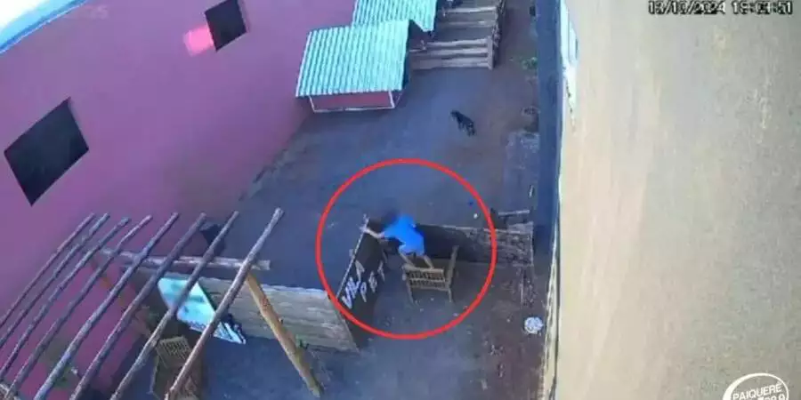 Polícia diz que não haverá punição para massacre de bichos por menino de 9 anos