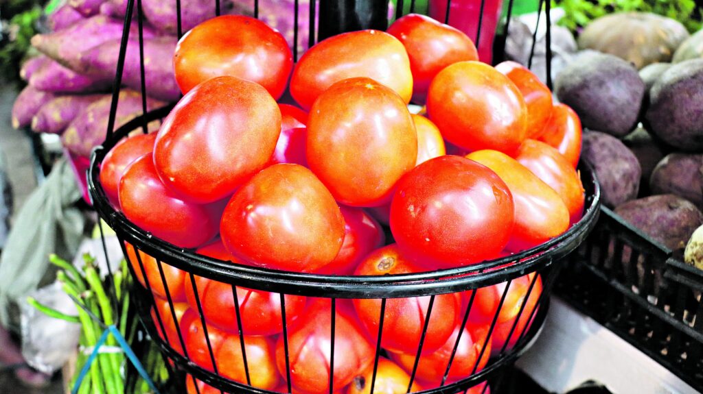 Preço do tomate consumido pelos paraenses recuou mais de 18%