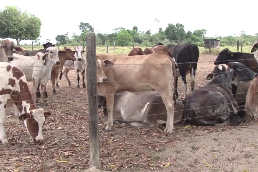 Caso de raiva é registrado no sudoeste do Pará