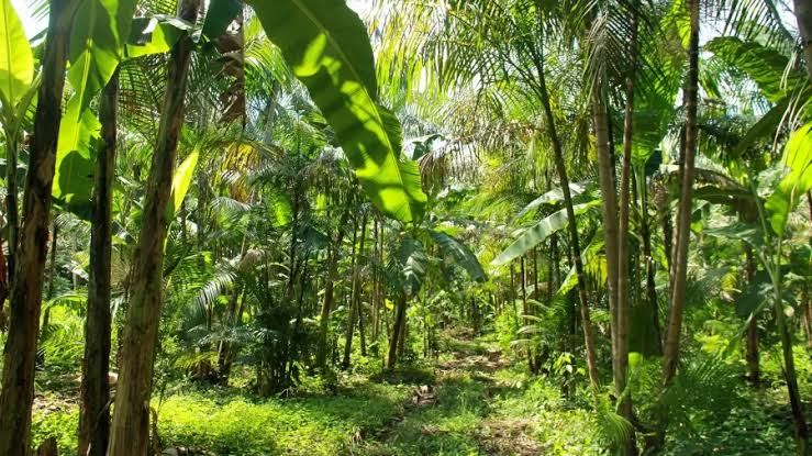 Plataforma brasileira de inteligência agroflorestal promete acelerar descarbonização
