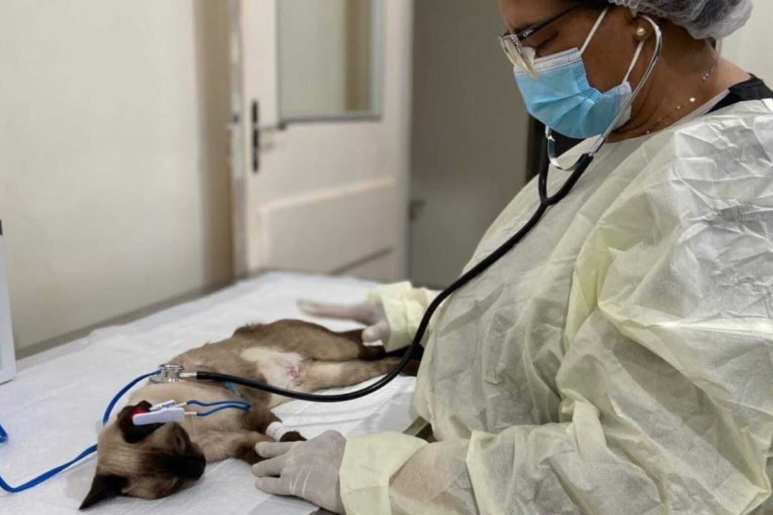 Centro de Zoonoses realiza castração gratuita de cães e gatos em Marabá