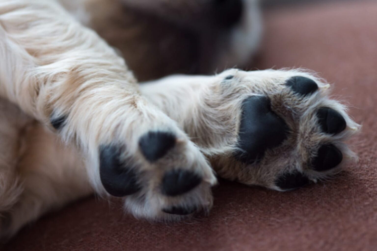 Adolescente queima filhotes de cachorro em fornalha e divulga vídeo nas redes sociais