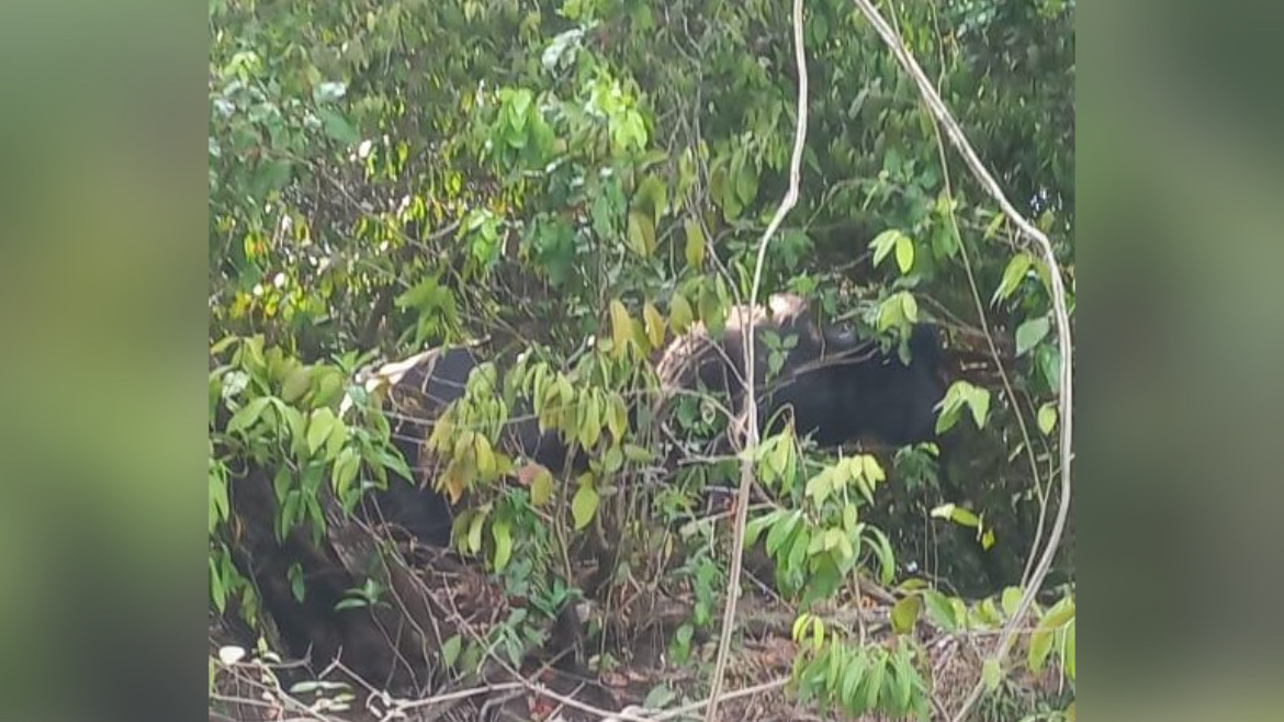Polícia Militar encontra três búfalos roubados em fazenda no Pará