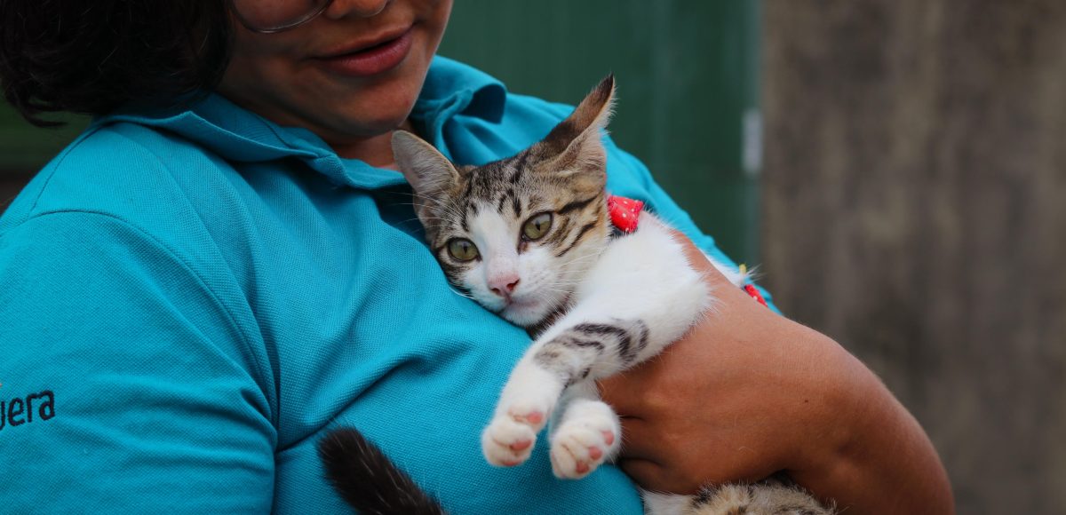 Saiba como adotar cães e gatos castrados e vacinados em Marabá