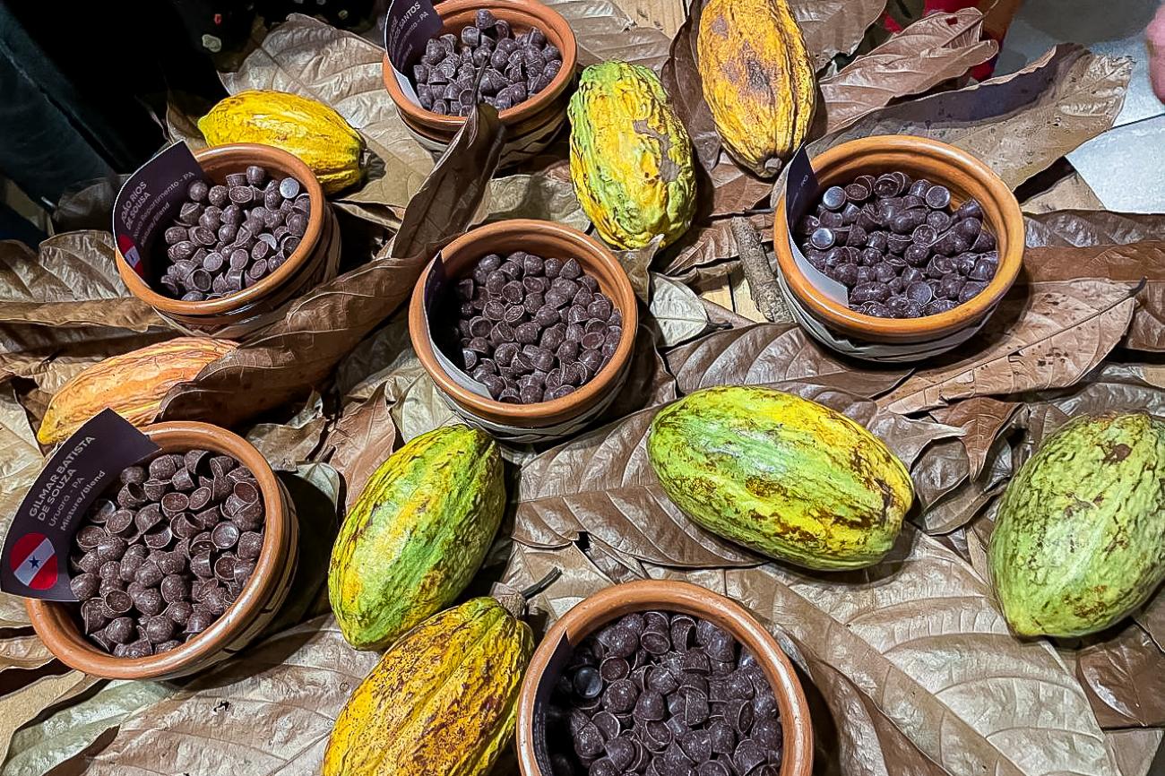 Pará conquista o primeiro lugar como melhor cacau do Brasil na categoria varietal