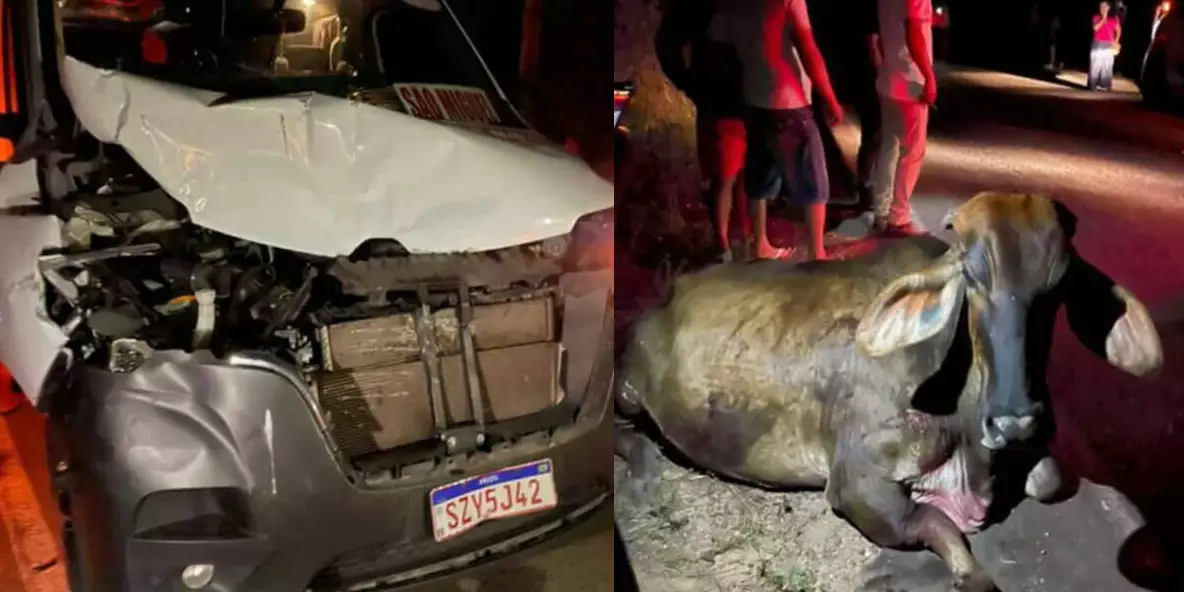 Van com passageiros colide com vaca em rodovia no Pará
