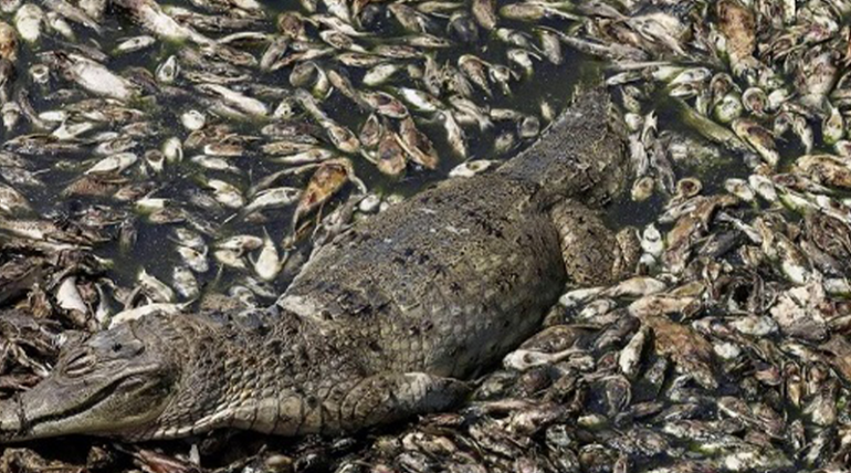 Morte de toneladas de peixes assola comunidade ribeirinha no Pará