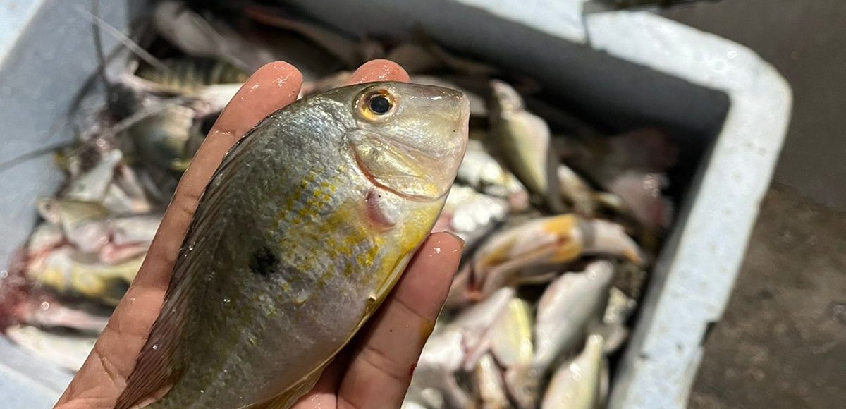 Fiscalização apreende mais de 400 kg de pescado ilegal em Marabá