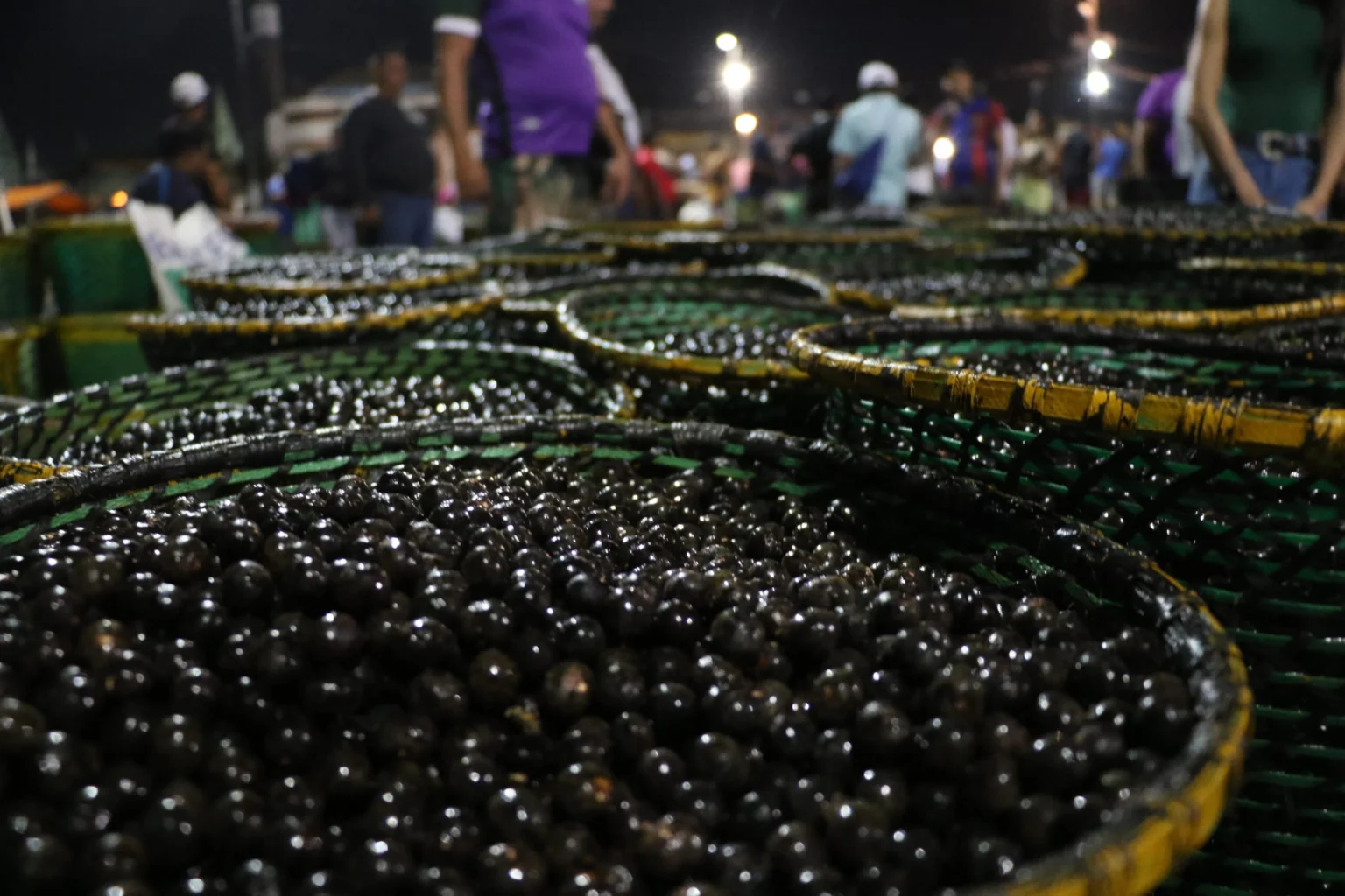 Reforma tributária ameaça aumentar o preço do açaí