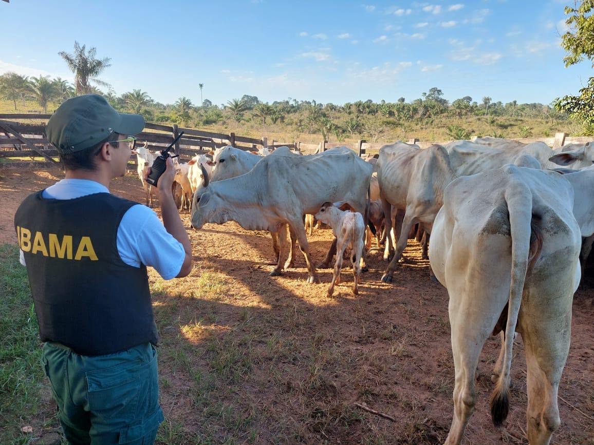 PF prende suspeito de roubo de gado em área indígena no Pará