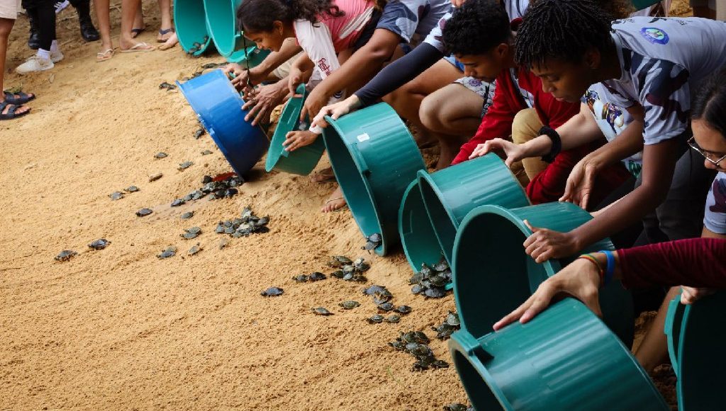 3.500 filhotes de tartarugas e tracajás são soltos no Rio Tocantins, em Marabá
