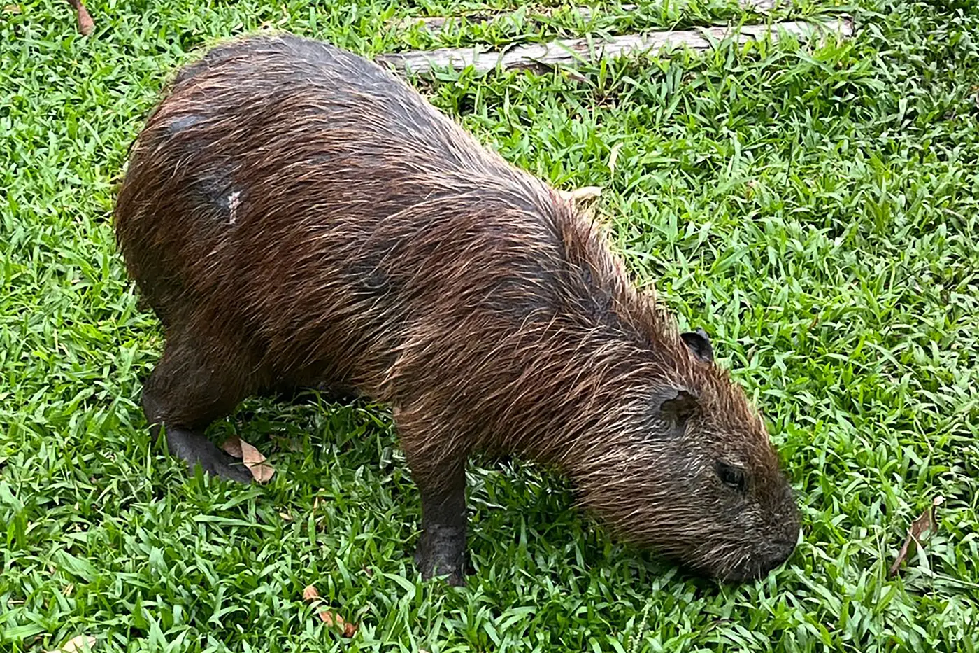 Capivara atrai atenção de visitantes no Mangal das Garças