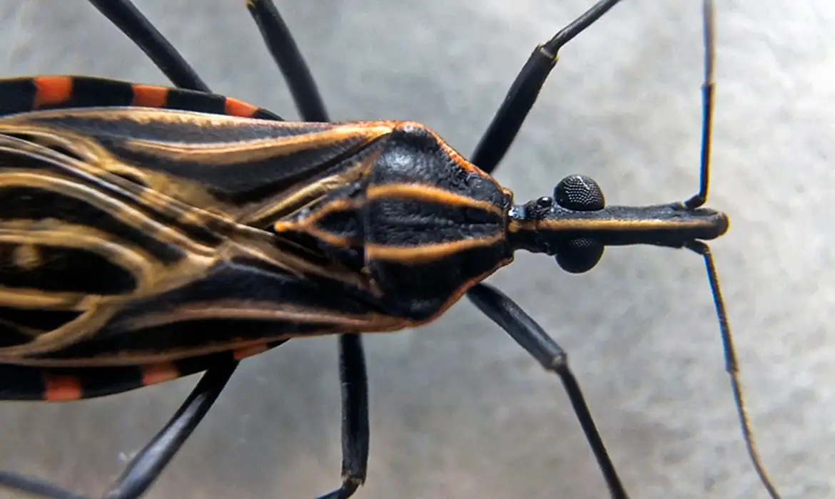 Insetos infectados com protozoário da doença de Chagas são encontrados no Instituto Butantã