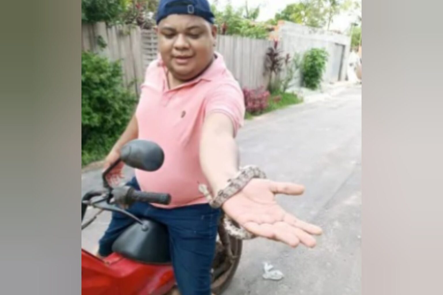 Jibóia é resgatada por morador em Moju