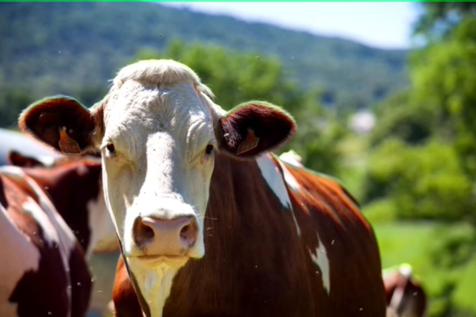 Homem tenta fazer sexo com vaca, leva coice e morre no Distrito Federal